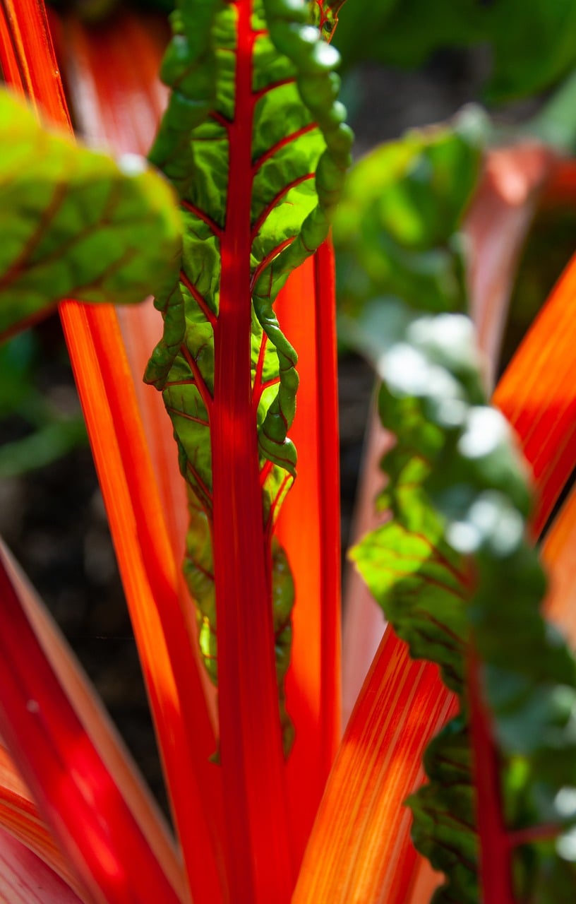 Magnesium-rich greens to grow at home