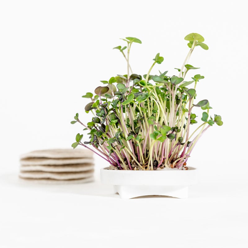 Gardyn Microgreens Kale seed pad - grow tender baby kale greens