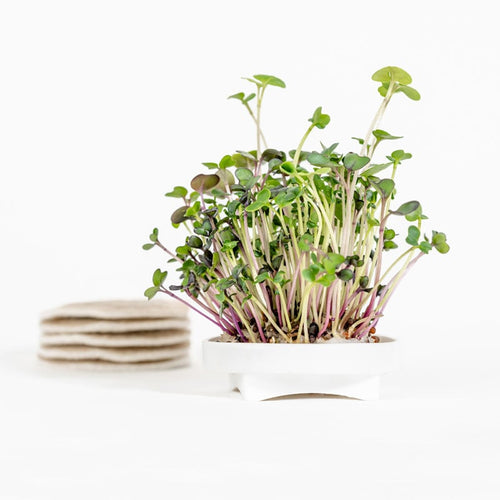 Gardyn Microgreens Kale seed pad - grow tender baby kale greens