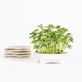 Gardyn Microgreens Spicy variety pack - bold flavored microgreen assortment