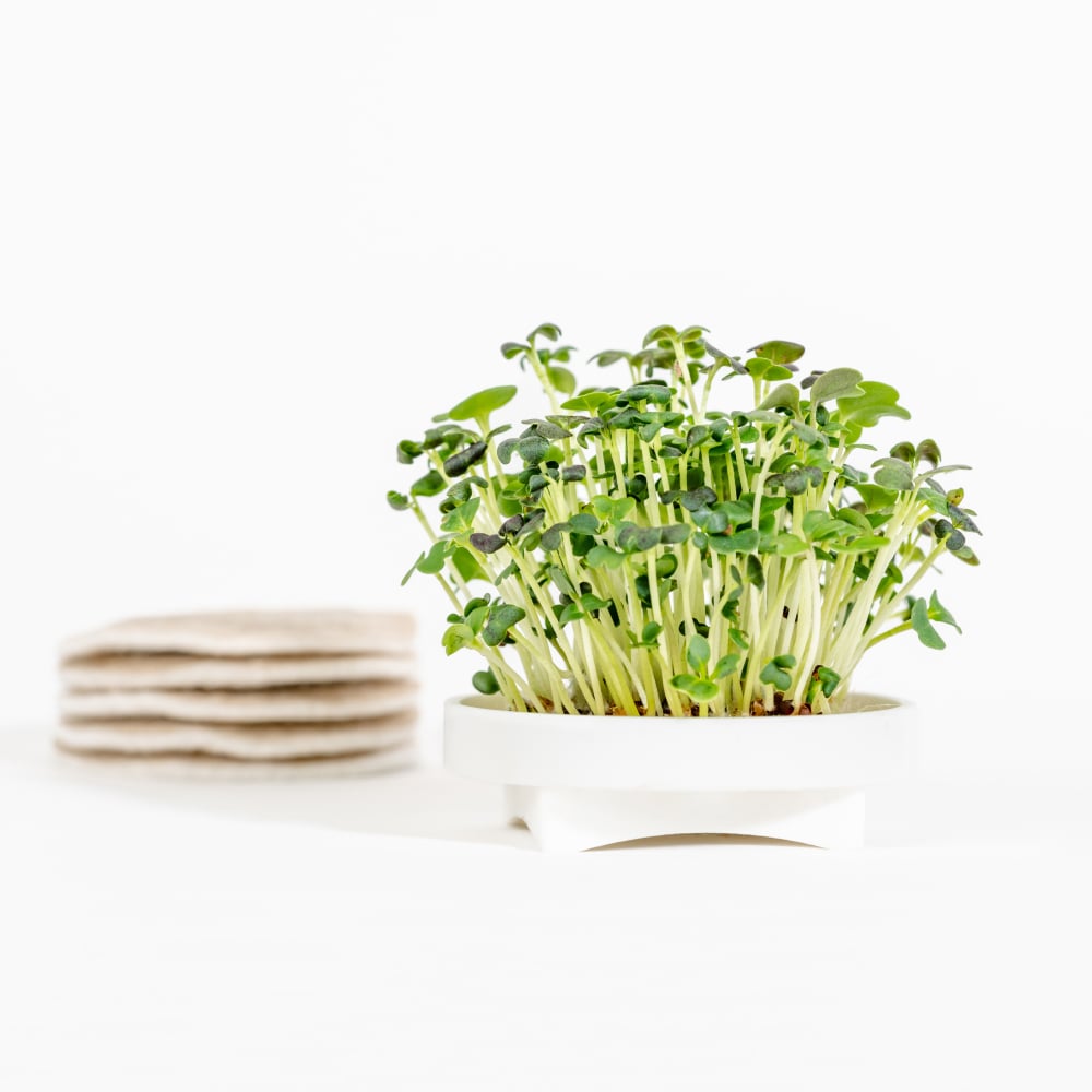 Gardyn Microgreens Spicy variety pack - bold flavored microgreen assortment