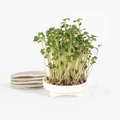 Mini Broccoli yCube - personal-sized broccoli heads