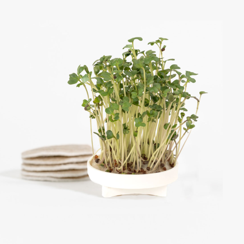 Mini Broccoli yCube - personal-sized broccoli heads