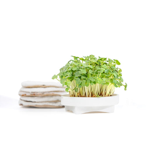 Arugula yCube - peppery dark green rocket leaves for salads and pizza
