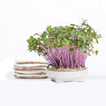 Gardyn Microgreens Purple Kohlrabi seed pad - grow vibrant purple microgreens