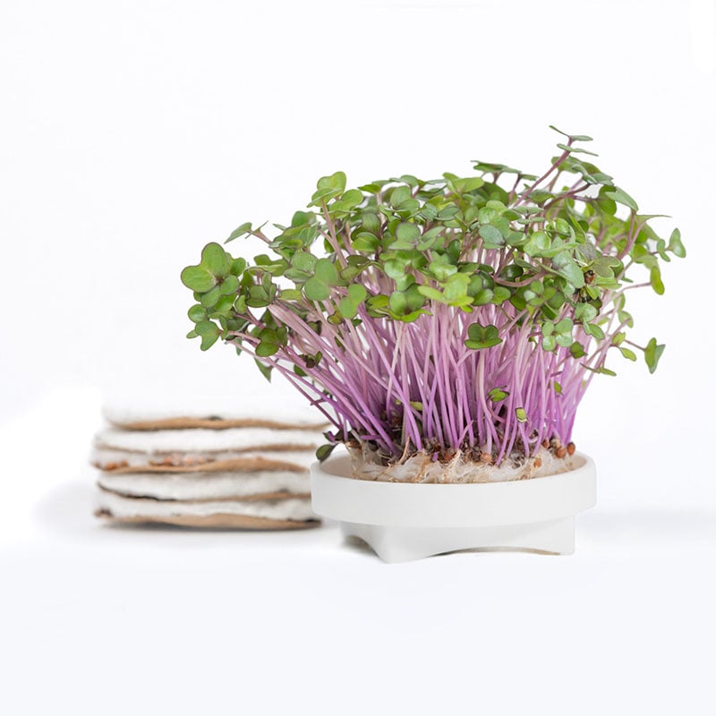 Gardyn Microgreens Purple Kohlrabi seed pad - grow vibrant purple microgreens
