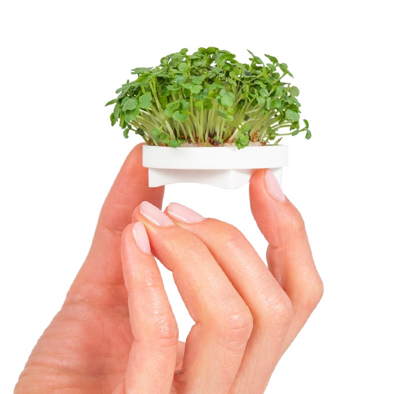Harvesting fresh microgreens from Gardyn growing tray