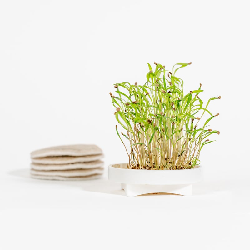 Gardyn Microgreens Carrot seed pad - grow sweet carrot top greens