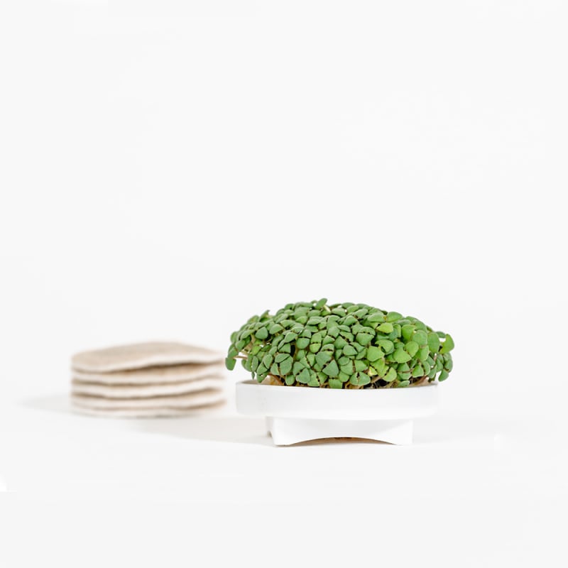 Gardyn Microgreens Lemon Basil seed pad - grow citrus-scented microgreens