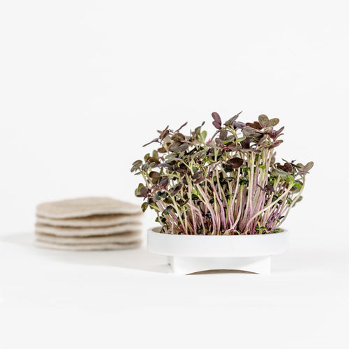Gardyn Microgreens Red Mustard seed pad - grow spicy purple-red microgreens