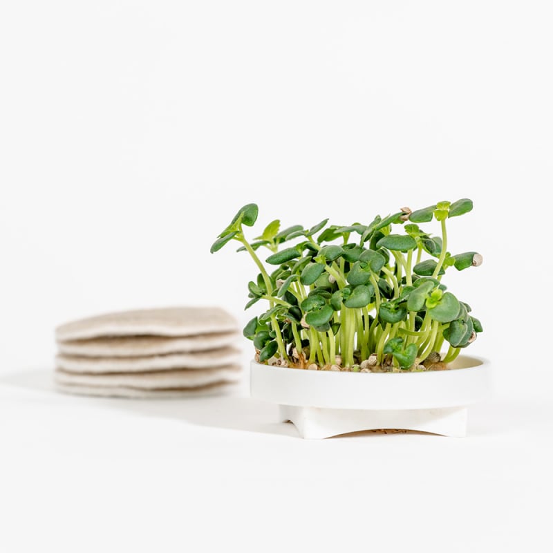 Gardyn Microgreens Shiso seed pad - grow aromatic Japanese herb microgreens