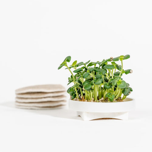 Gardyn Microgreens Shiso seed pad - grow aromatic Japanese herb microgreens