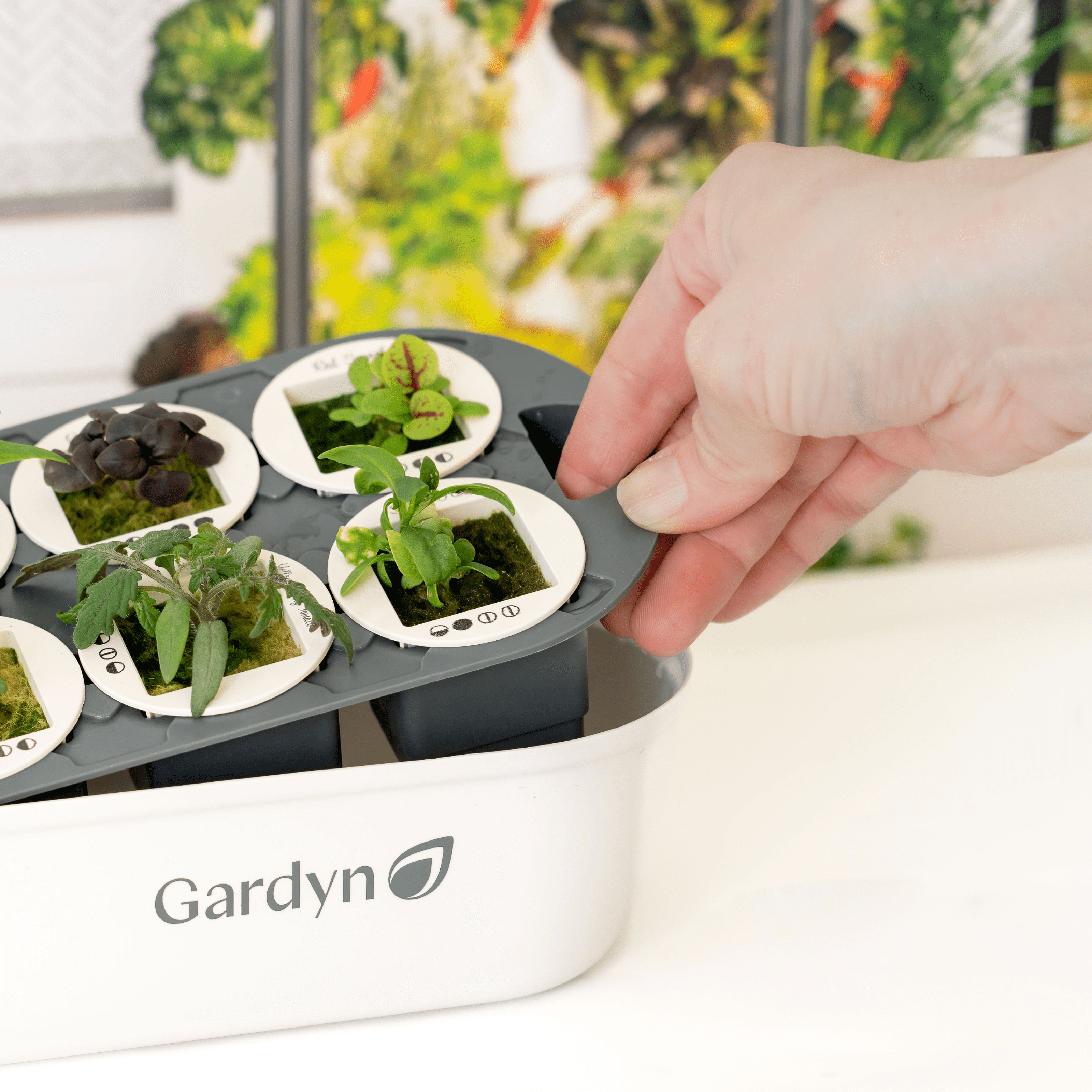 Gardyn Sprout Nursery showing seedling growth stages from sprout to ready-to-transplant
