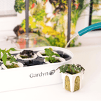 Transferring mature seedling from Gardyn Sprout Nursery to Gardyn Home