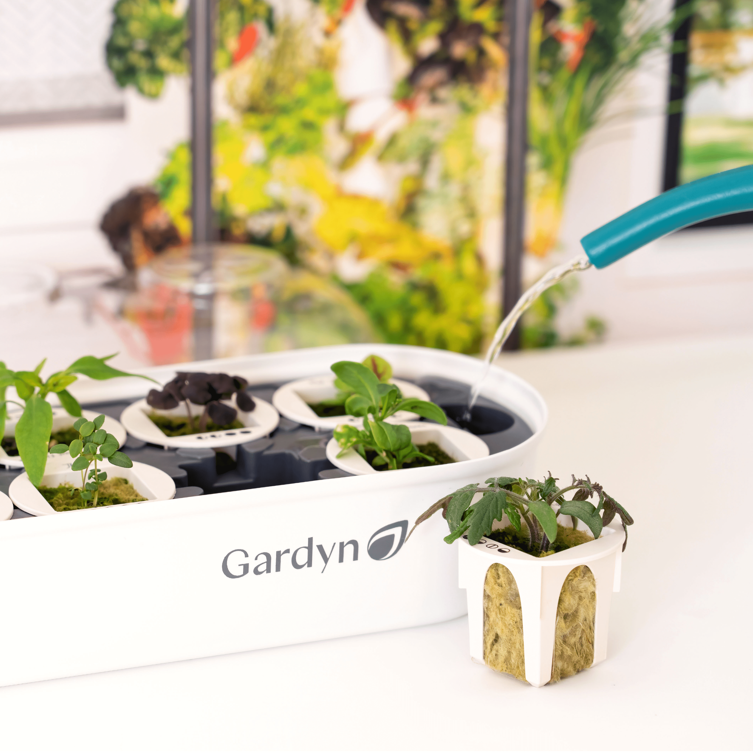 Transferring mature seedling from Gardyn Sprout Nursery to Gardyn Home