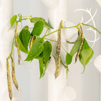 Gardyn Trellis white climbing support frame for tomatoes, beans, and cucumbers