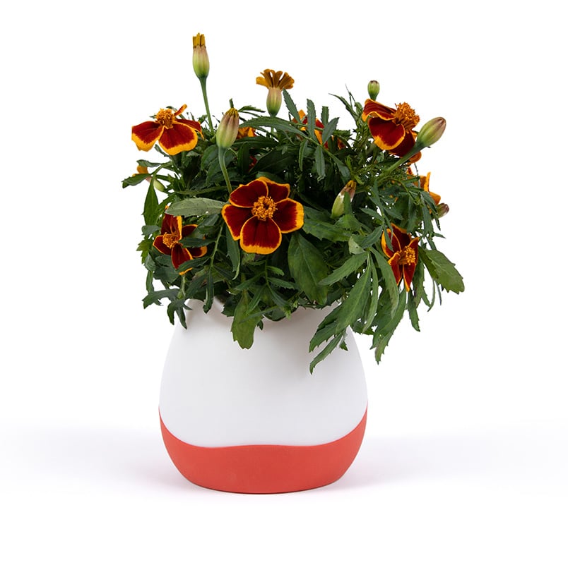 Gardyn Vase with blooming red and yellow marigold flowers