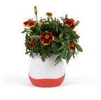 Gardyn Vase with blooming red and yellow marigold flowers