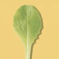 Buttercrunch