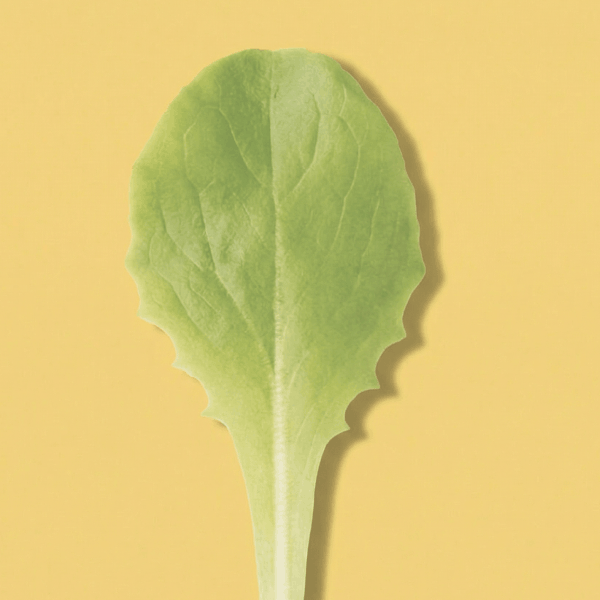 Buttercrunch