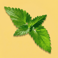 Catnip