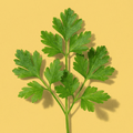 Chervil