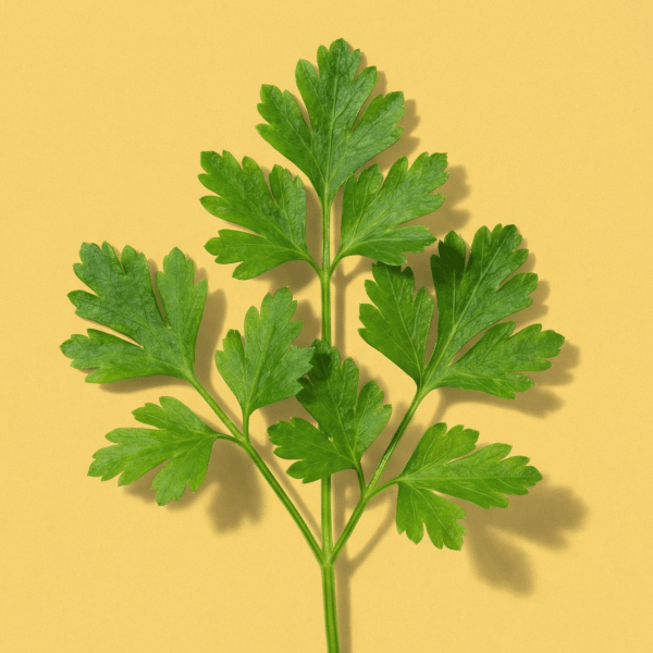 Chervil