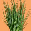 Chives
