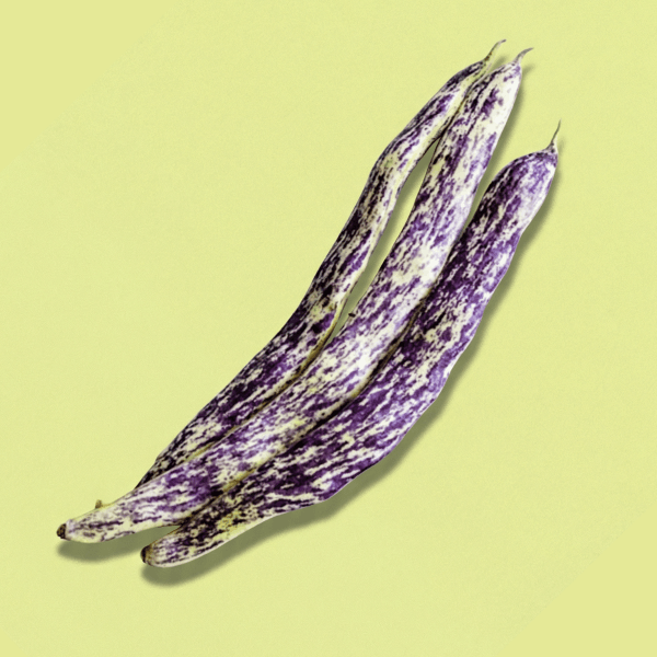 Dragon Beans