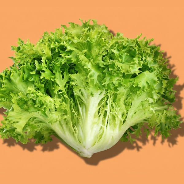 Endive Lettuce