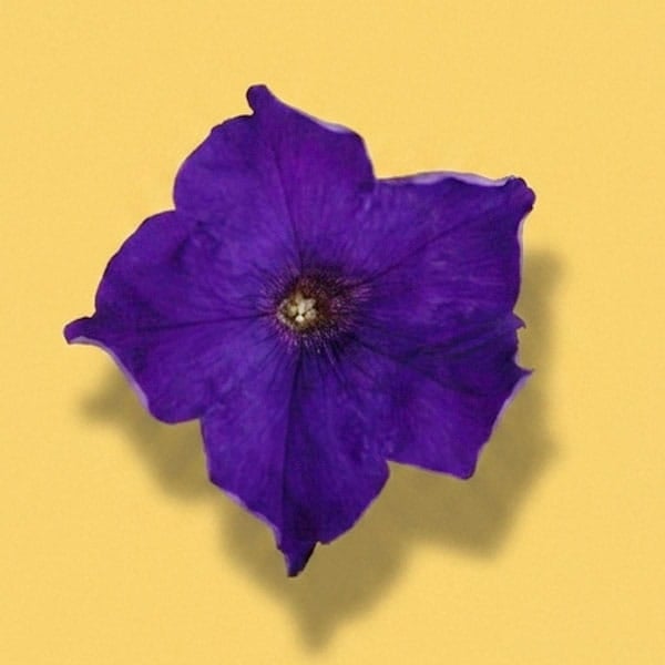Purple Petunia