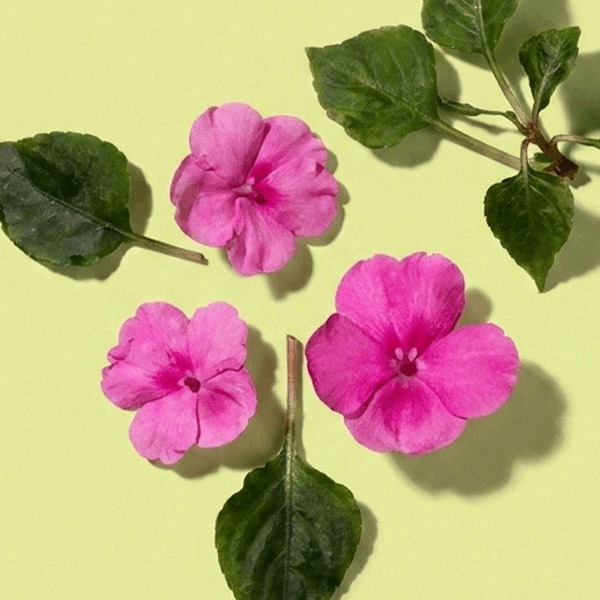 Violet Impatiens