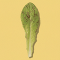 Flashy Lettuce