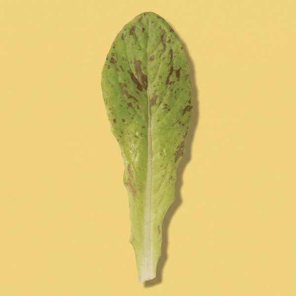 Flashy Lettuce