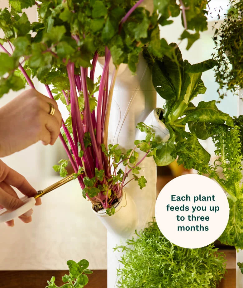 Hands harvesting fresh basil from Gardyn Home 4.0 indoor garden