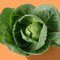 Green Cabbage