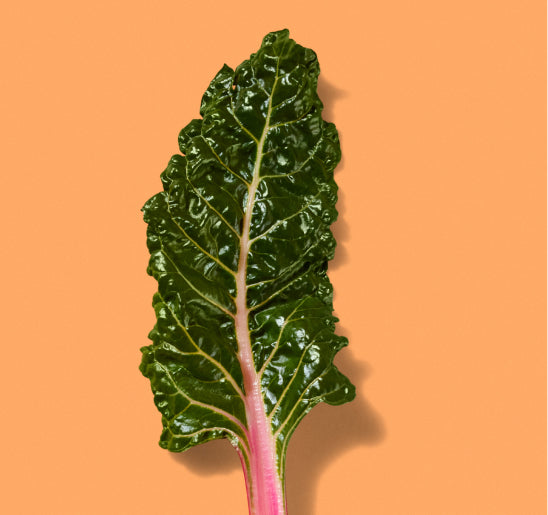 Pink Swiss Chard