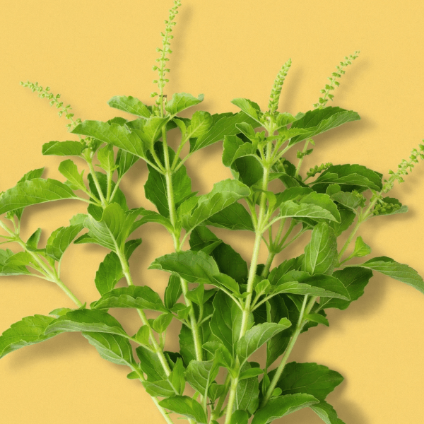 Holy Basil