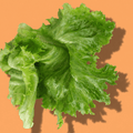 Iceberg Lettuce