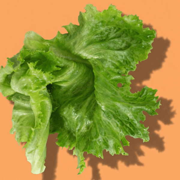 Iceberg Lettuce