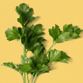 Italian Parsley