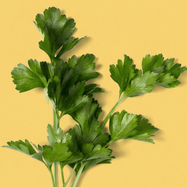 Italian Parsley