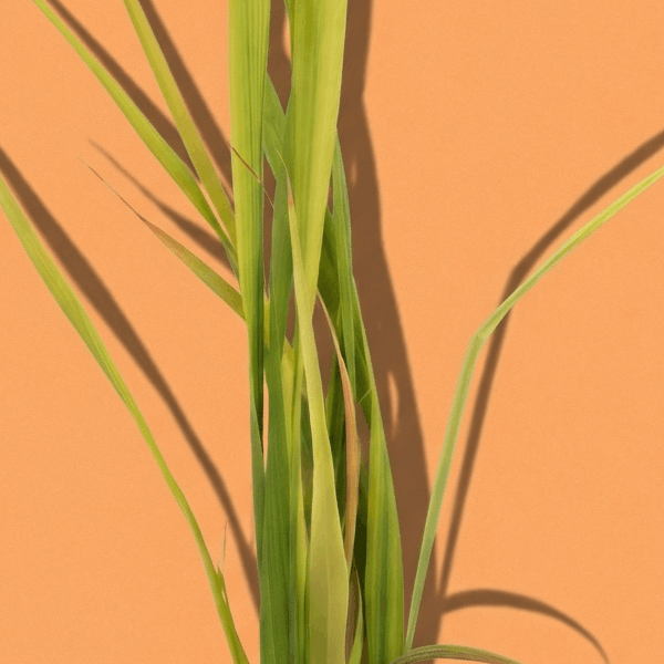 Lemongrass