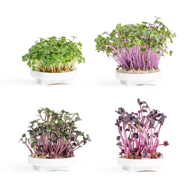 Gardyn Microgreens Large Grow Pack with all seed varieties and growing supplies