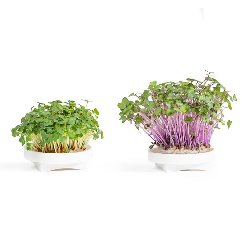 Gardyn Microgreens Small Grow Pack - starter bundle with popular varieties