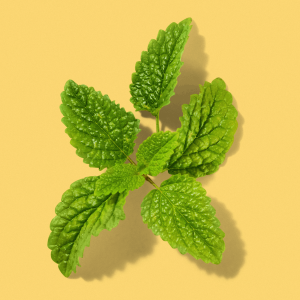 Mint