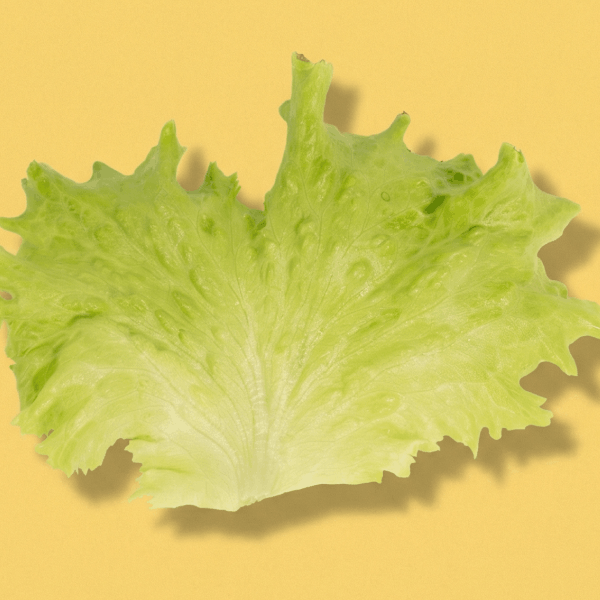 Muir Lettuce