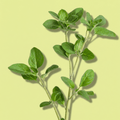 Oregano