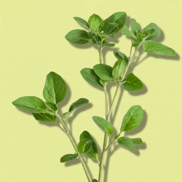 Oregano