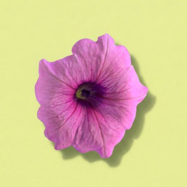 Pink Petunia